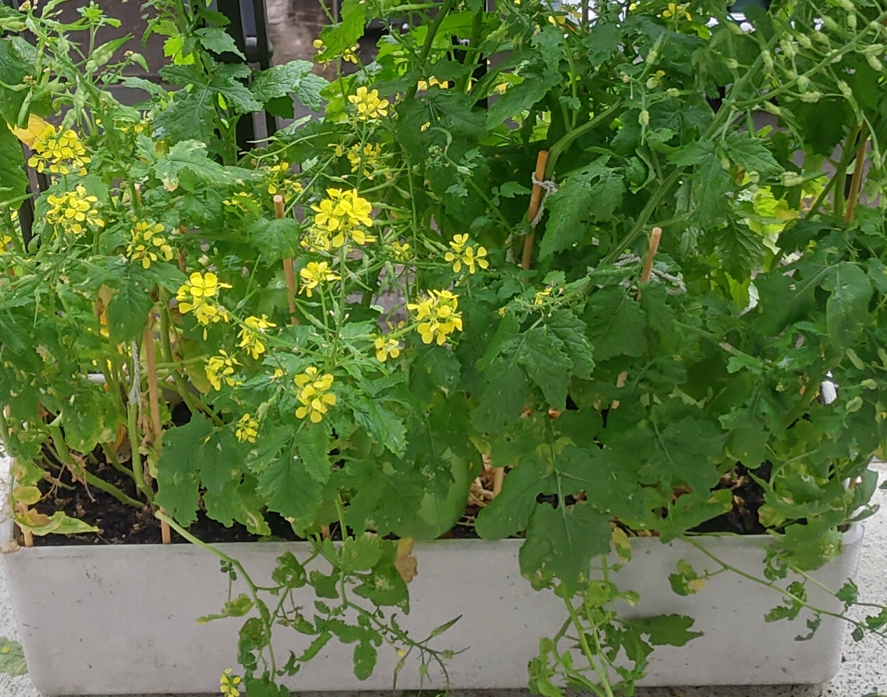 Bewertung von meinem Stadt (Balkon) Gartencover image